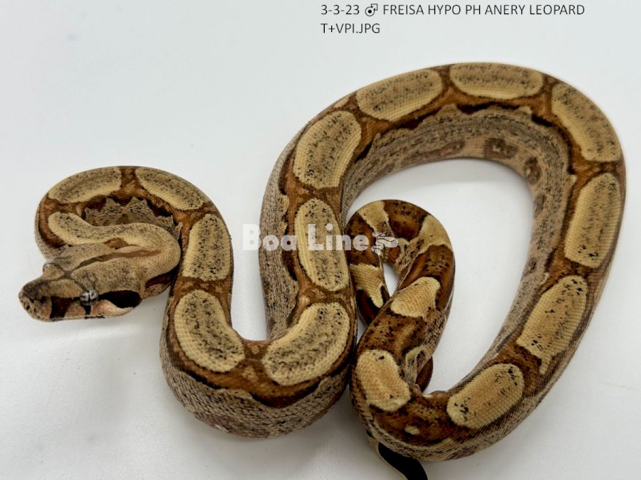 FREISA HYPO PH ANERY LEOPARD T+VPI